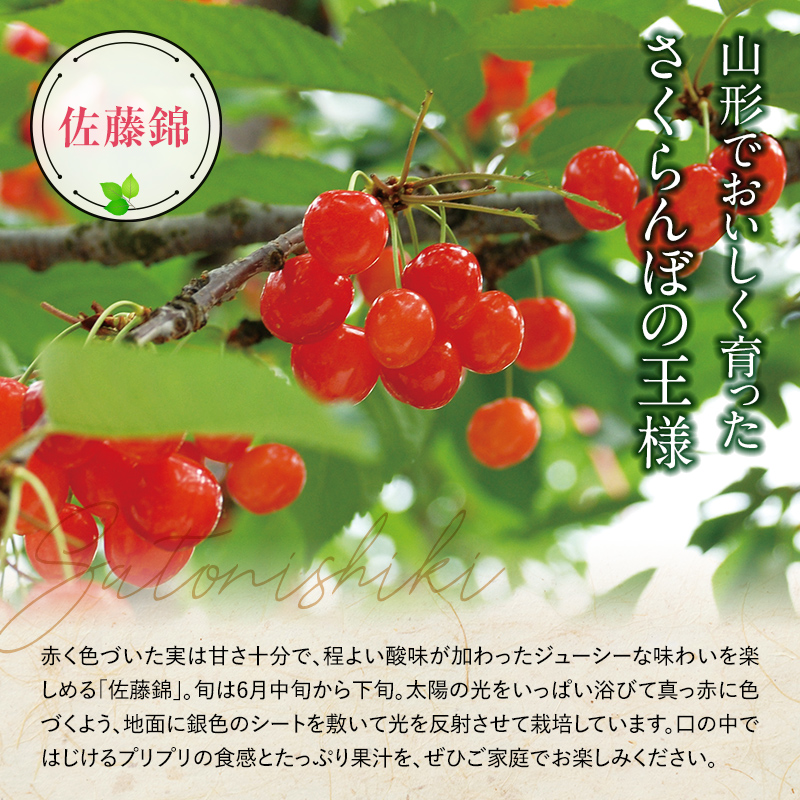 山形県南陽市のふるさと納税 【令和7年産先行予約】 《定期便2回》 さくらんぼ食べ比べ定期便 「佐藤錦・紅秀峰」 各500g (秀品) 『マルエ青果』 果物 くだもの フルーツ 山形県 南陽市 [1888]