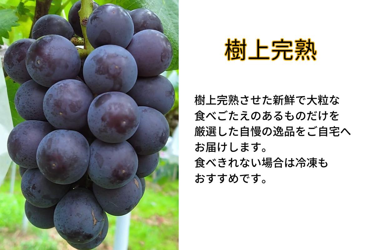 ぶどう 藤稔 2房 合計1.0kg以上 産地直送 朝採れ ぶどう 葡萄 ぶどう 藤稔 2房 合計1.0kg以上 産地直送 朝採れ ぶどう 葡萄