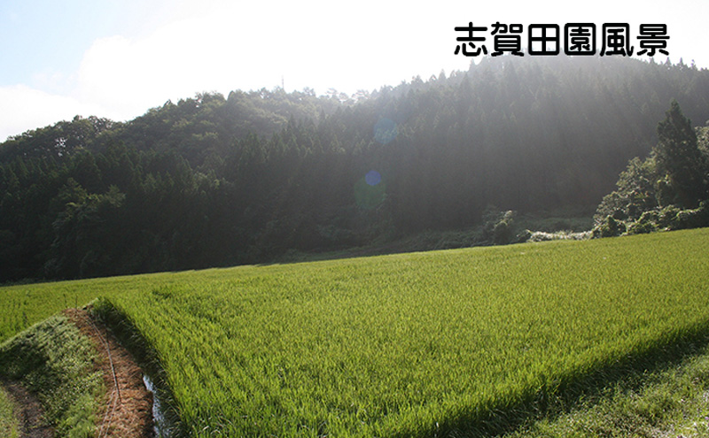 宮城県岩沼市のふるさと納税 宮城県岩沼市産　志賀沢米　金のいぶき　玄米5kg お米 宮城県産