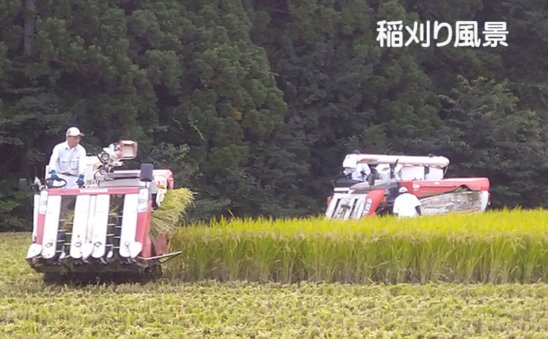 宮城県岩沼市のふるさと納税 宮城県岩沼市産　志賀沢米　金のいぶき　玄米5kg お米 宮城県産