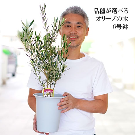 オリーブの木 6号鉢 シンボルツリー ※北海道・沖縄・離島への配送不可 | 観葉植物 植物 グリーン オリーブの木 コロネイキ 室内 苗 鉢植え  シンボルツリー ギフト 贈答 贈り物 プレゼント お中元 お歳暮 直送 農家直送 茨城県 古河市 送料無料 _FC10|あとりえ亜樹有限会社