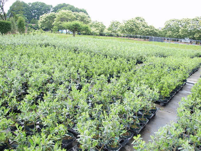 オリーブの木 6号鉢 シンボルツリー ※北海道・沖縄・離島への配送不可 | 観葉植物 植物 グリーン オリーブの木 コロネイキ 室内 苗 鉢植え  シンボルツリー ギフト 贈答 贈り物 プレゼント お中元 お歳暮 直送 農家直送 茨城県 古河市 送料無料 _FC10 / 茨城県古河市 ...