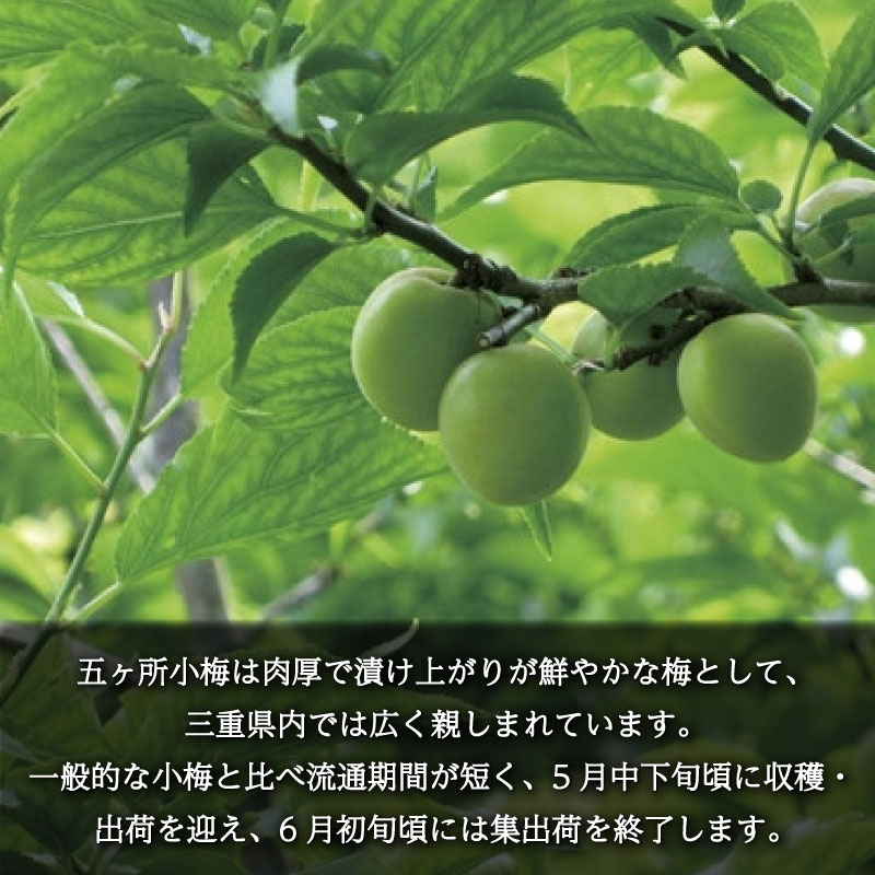 梅 約 5kg 3L うめ 生梅 青梅 旬 期間限定 梅酒 梅干し 梅干 梅 約 5kg 3L うめ 生梅 青梅 旬 期間限定 梅酒 梅干し 梅干