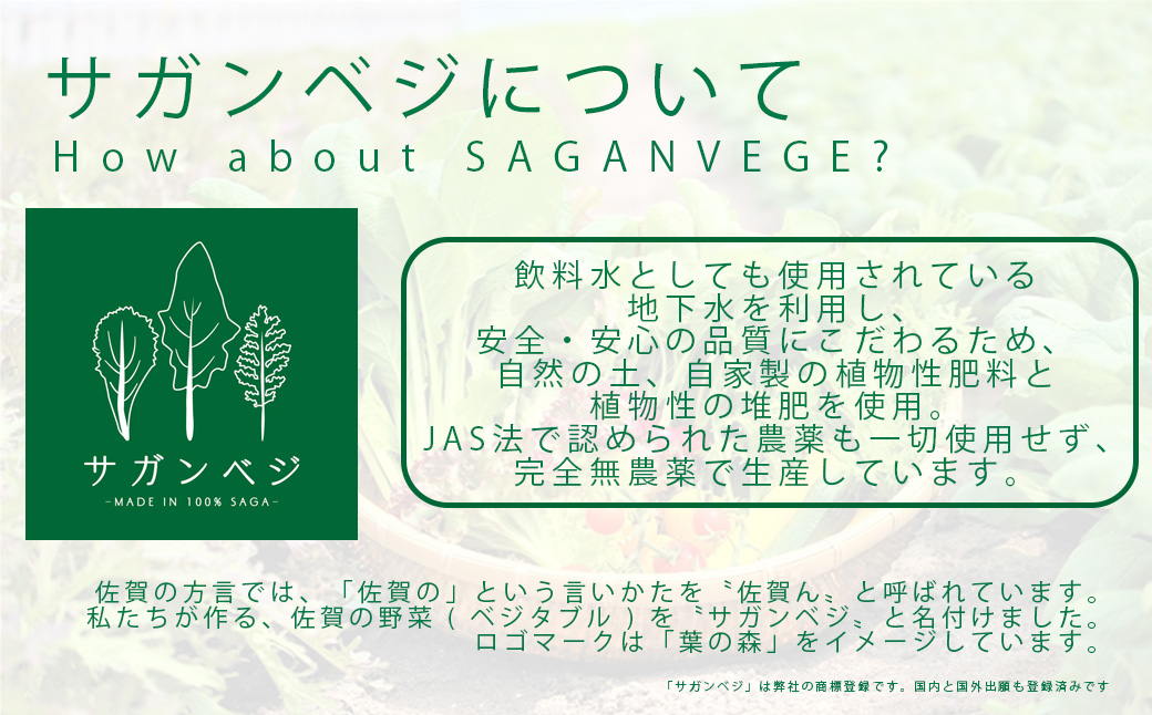 CQ020_【定期便】オーガニック葉物野菜セット【植物性で育てた CQ020_【定期便】オーガニック葉物野菜セット【植物性で育てた