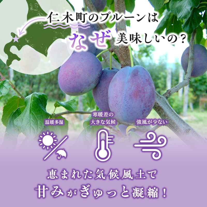 北海道仁木町のふるさと納税 先行受付 2024年9月から順次出荷 北海道仁木町産 プルーン 2kg（ サンプルーン ）厳選品 松山商店