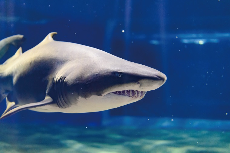 オリジナル フィギュア SHARKS 1st 3個 セット アクアワールド