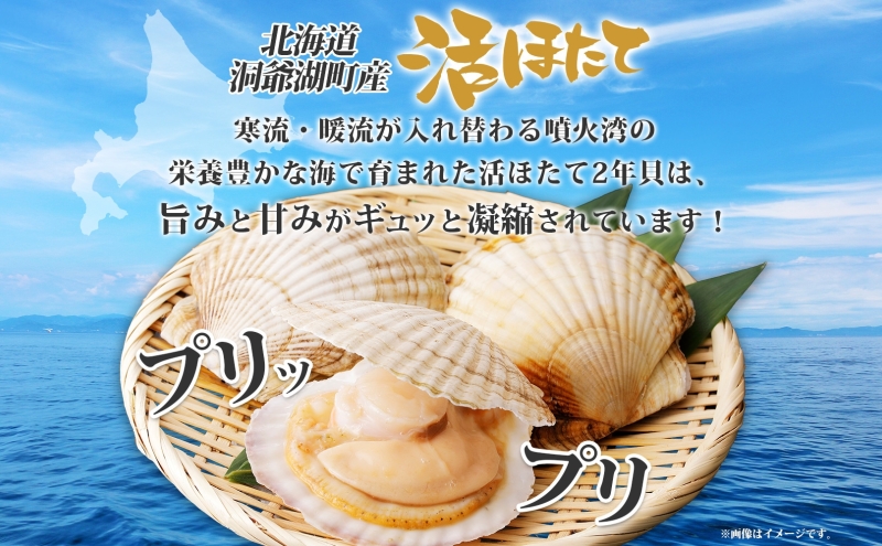 北海道洞爺湖町のふるさと納税 北海道産 活ほたて 2年貝 約 2kg 15枚～22枚 2025年3月中旬～3月下旬頃お届け 殻付き 帆立 ホタテ ほたて 貝 魚介 海産 海鮮 貝柱 噴火湾 刺身 焼き フライ 生産者支援 産地直送 送料無料 北海道