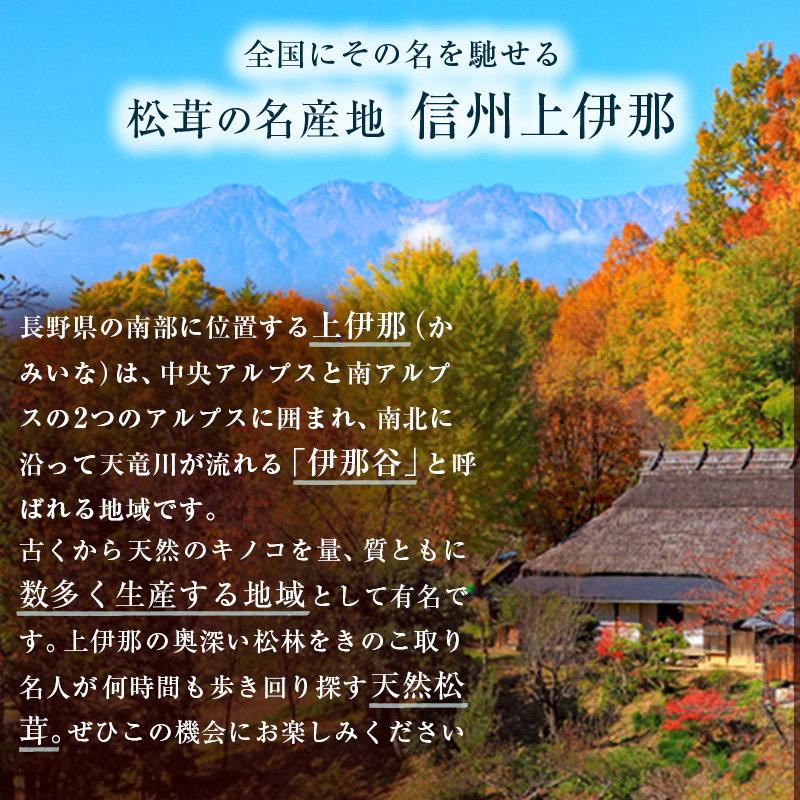 信州産「天然松茸」（約880g/8～29本） / 長野県駒ヶ根市 | セゾンのふるさと納税