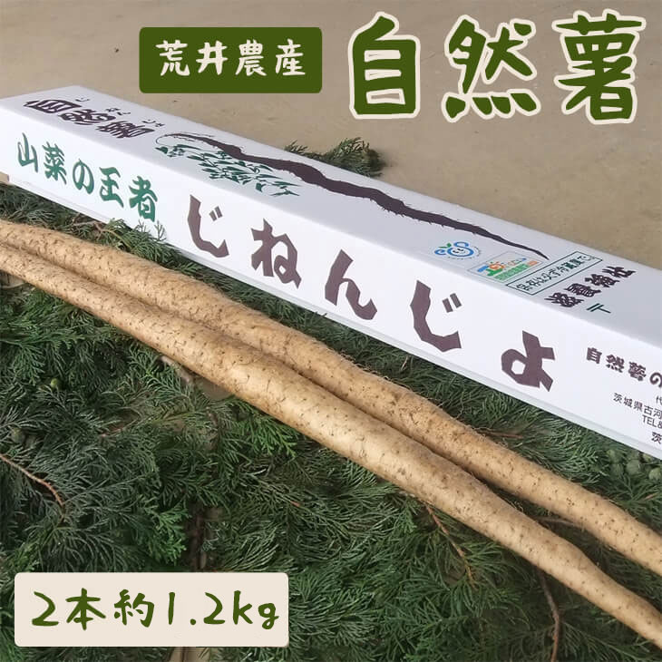 自然薯(2本 約1.2kg) | とろろ 1.2キロ ご飯のお供 野菜 栽培 健康 栄養 山芋 山の芋 国産 産地直送 農家直送 贈答 贈り物 プレゼント 茨城県 古河市 荒井農産 直送 農家直送 産地直送 送料無料 _AC01