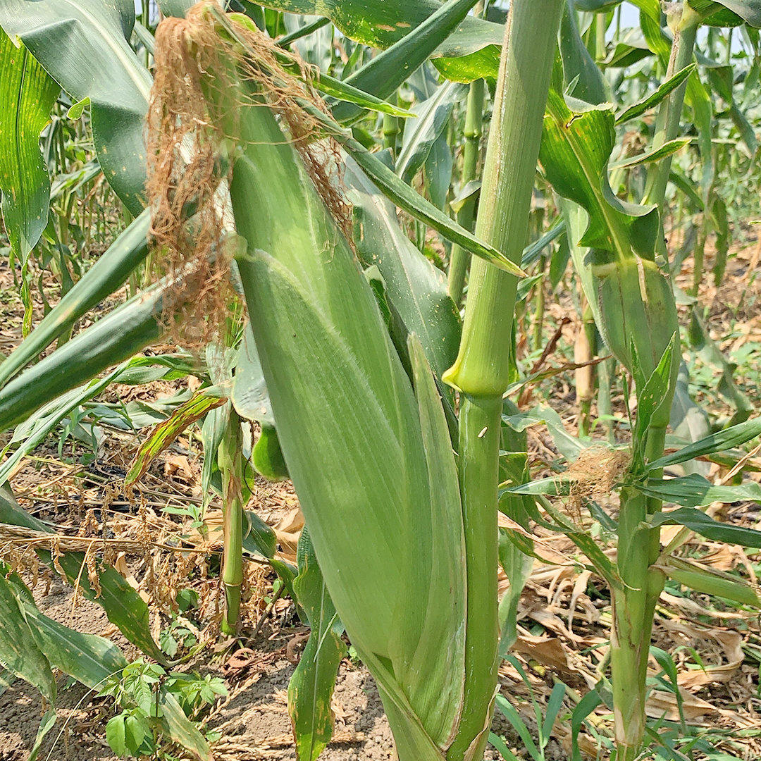 茨城県八千代町のふるさと納税 朝採り 農家直送 とうもろこし 6kg 「 おおもの 」【 先行予約 ・ 7月中旬以降発送】トウモロコシ スイートコーン コーン 野菜 大粒 大きい 新鮮 甘い 高糖度 サラダ 八千代町産 茨城県産 産地直送 [AX027ya]