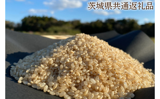 【栽培期間農薬不使用】こしひかり 玄米10kg【茨城県共通返礼品・行方市産（KBE-46）