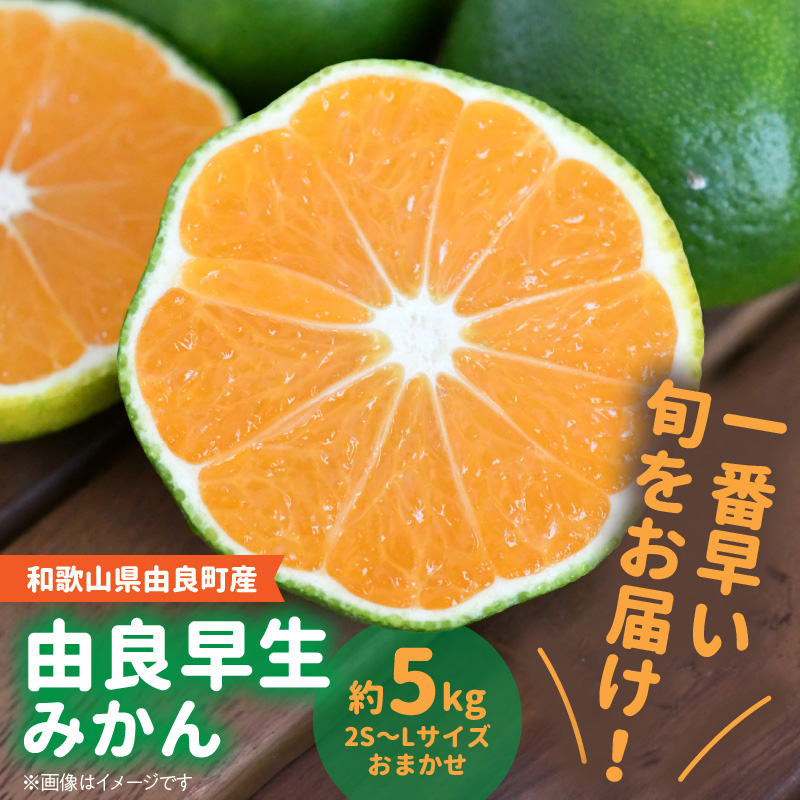 BB6041n_和歌山由良町産 由良早生みかん 約5kg (L～2Sサイズ