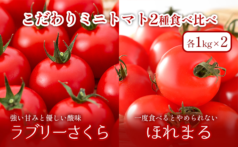 北海道富良野市のふるさと納税 【2024年夏発送】ふらの ミニトマト 食べ比べ 各1kg×2種 計2kg（品種：ほれまる＆ラブリーさくら）北海道 富良野市 野菜 新鮮 直送 トマト 道産 ふらの 送料無料 数量限定 先着順