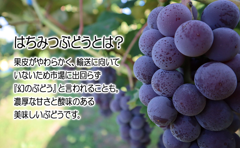 芽実農園のぶどうジュース(はちみつぶどう100%) 720ml×2本 青森 芽実農園のぶどうジュース(はちみつぶどう100%) 720ml×2本 青森