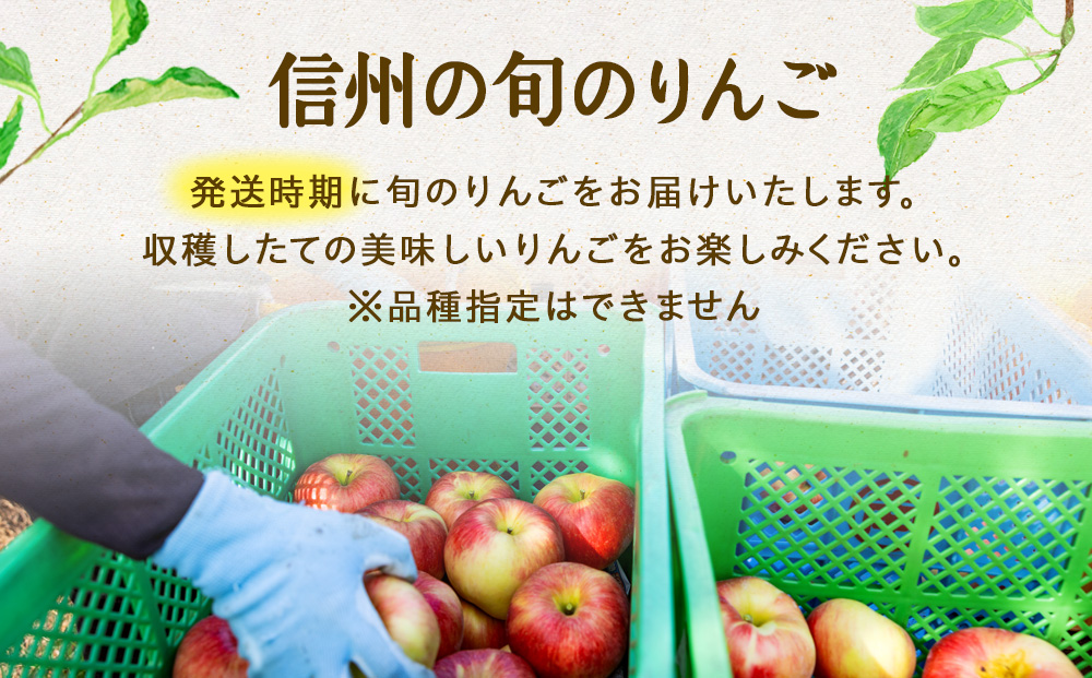 長野県箕輪町のふるさと納税 【2025年/令和7年度発送分 】信州の旬のりんごおまかせ約3kgセット りんご リンゴ 林檎 長野 フルーツ 果物 信州産 長野県産 特産 産地直送 おすすめ