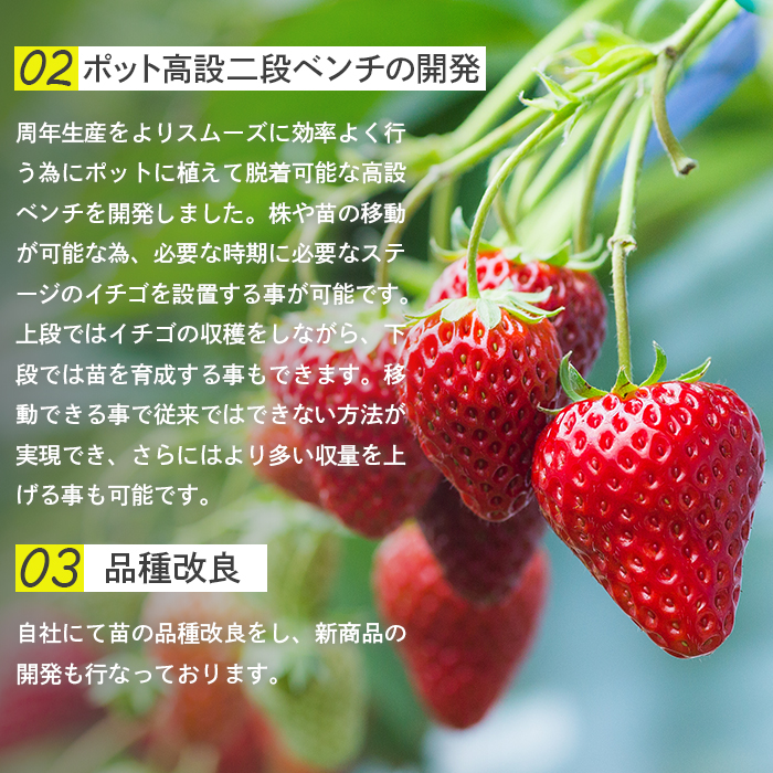 北海道中標津町のふるさと納税 【セゾン限定】【受注後、随時発送！】【北海道産】ゆきいちご（白いちご） ゆきぼたん 2Pセット 250g×2 計500g【59004】