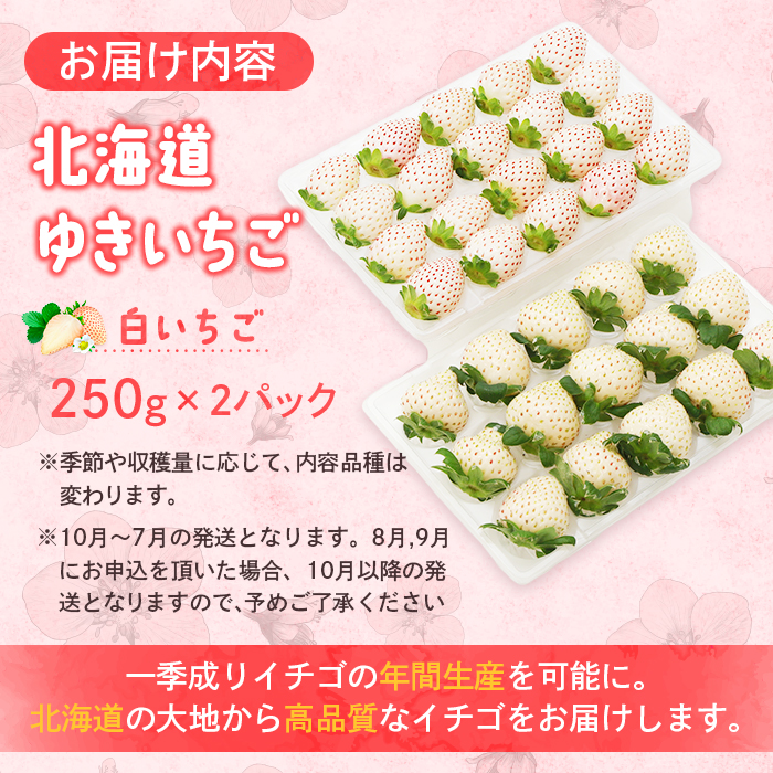 北海道中標津町のふるさと納税 【セゾン限定】【受注後、随時発送！】【北海道産】ゆきいちご（白いちご） ゆきぼたん 2Pセット 250g×2 計500g【59004】