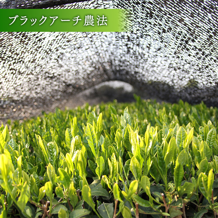 猿島茶 ティーバッグ6種セット 【茨城県共通返礼品／八千代町