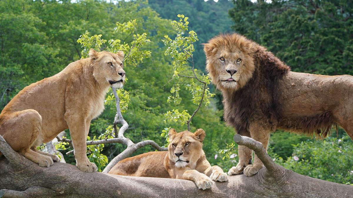 富士サファリパーク入園券 大人2枚、小人１枚 サファリパーク 動物園 動物 餌やり えさやり ふれあい 子供 こども 家族 お出かけ スポット 裾野市  裾野 / 静岡県裾野市 | セゾンのふるさと納税