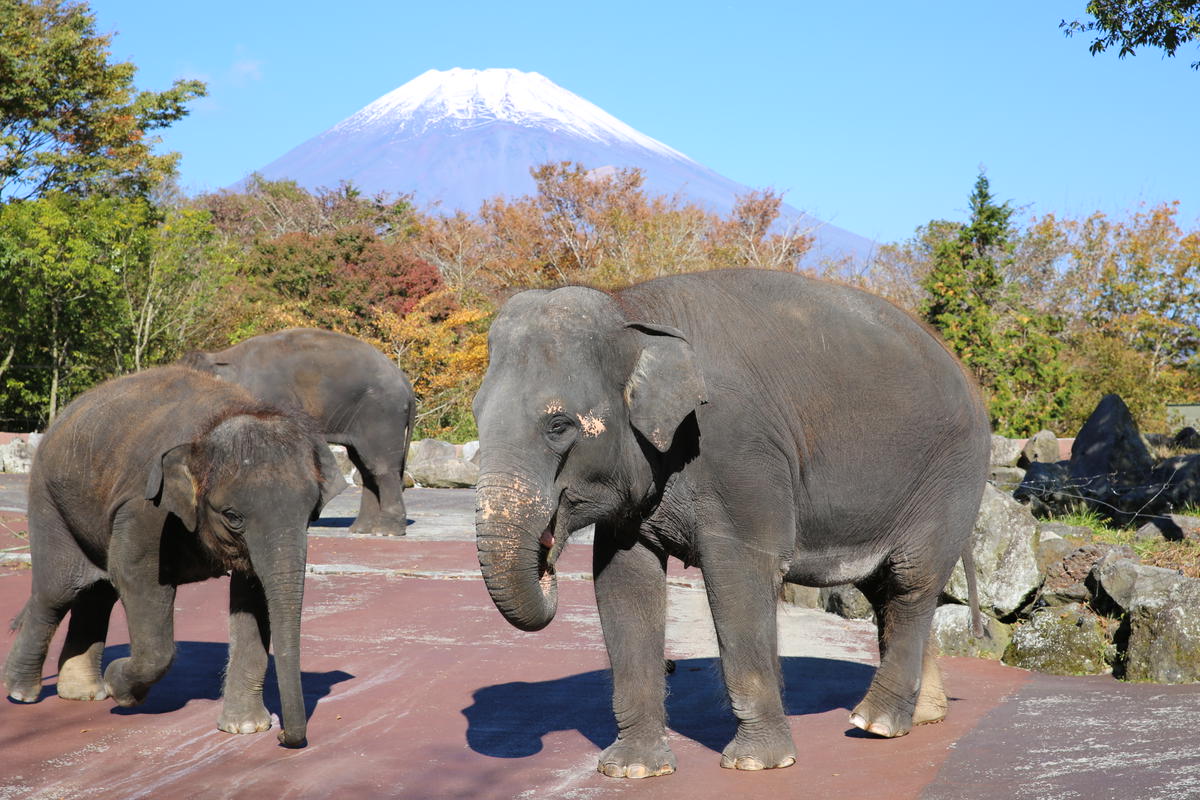 富士サファリパーク入園券 大人2枚、小人１枚 サファリパーク 動物園 動物 餌やり えさやり ふれあい 子供 こども 家族 お出かけ スポット 裾野市  裾野 / 静岡県裾野市 | セゾンのふるさと納税