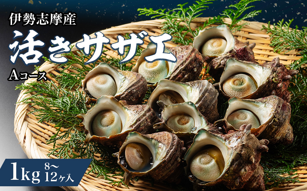 三重県南伊勢町のふるさと納税 （冷蔵）地物　活きサザエAコース　1kg（8～12ヶ入り）／貝　壺焼　さざえ　海の幸　新鮮　伊勢志摩