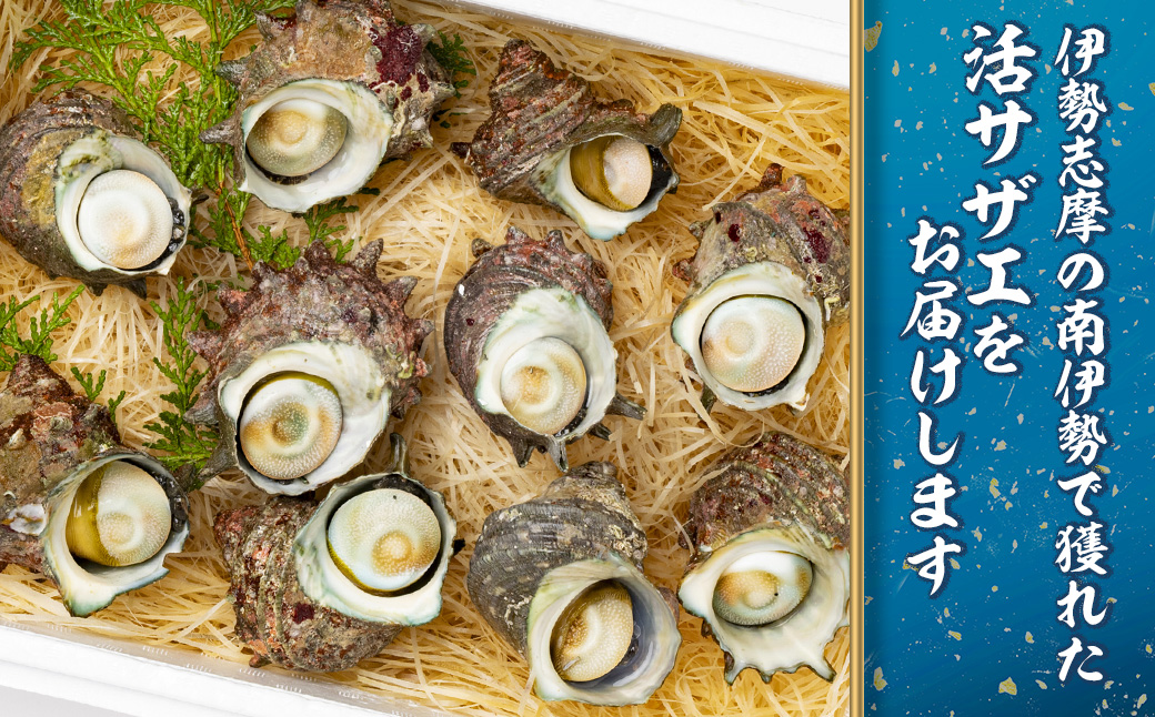 三重県南伊勢町のふるさと納税 （冷蔵）地物　活きサザエAコース　1kg（8～12ヶ入り）／貝　壺焼　さざえ　海の幸　新鮮　伊勢志摩