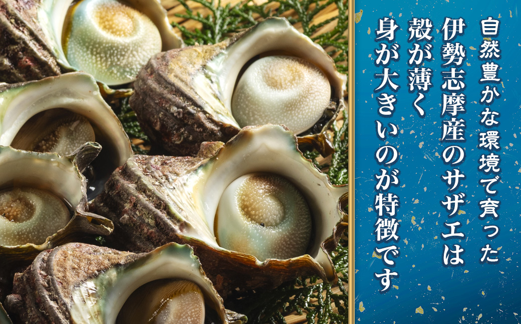 三重県南伊勢町のふるさと納税 （冷蔵）地物　活きサザエAコース　1kg（8～12ヶ入り）／貝　壺焼　さざえ　海の幸　新鮮　伊勢志摩