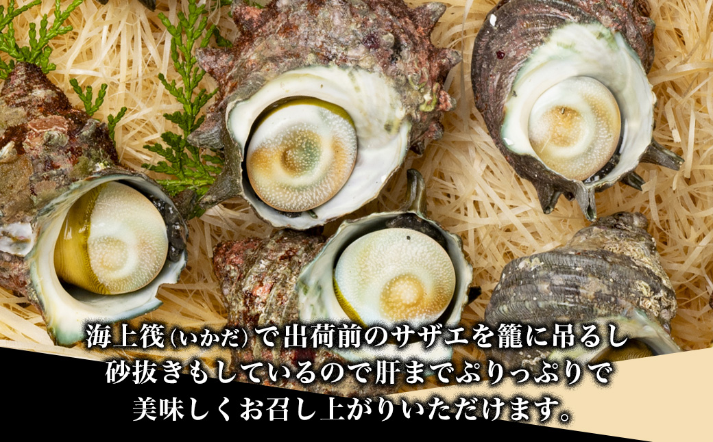 三重県南伊勢町のふるさと納税 （冷蔵）地物　活きサザエAコース　1kg（8～12ヶ入り）／貝　壺焼　さざえ　海の幸　新鮮　伊勢志摩