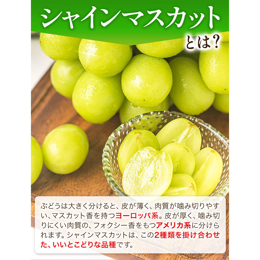 岡山県浅口市のふるさと納税 【先行予約】厳選 シャインマスカット 1房 (約650g) 訳あり《2024年9月中旬-11月上旬頃出荷》マスカット 送料無料 岡山県 浅口市 シャインマスカット ぶどう フルーツ 果物 贈り物 ギフト 国産 岡山県産