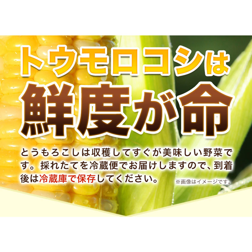 北海道本別町のふるさと納税 極甘とうもろこし ピーターコーン 20本 特大サイズ(1本380g以上) 高橋賢三【先行予約】《2025年8月上旬-9月中旬頃出荷》 送料無料 北海道 本別町 北海道 十勝 本別町産 極甘 特大 とうもろこし バイカラー フルーティー とうきび トウモロコシ 高糖度 夏野菜 旬