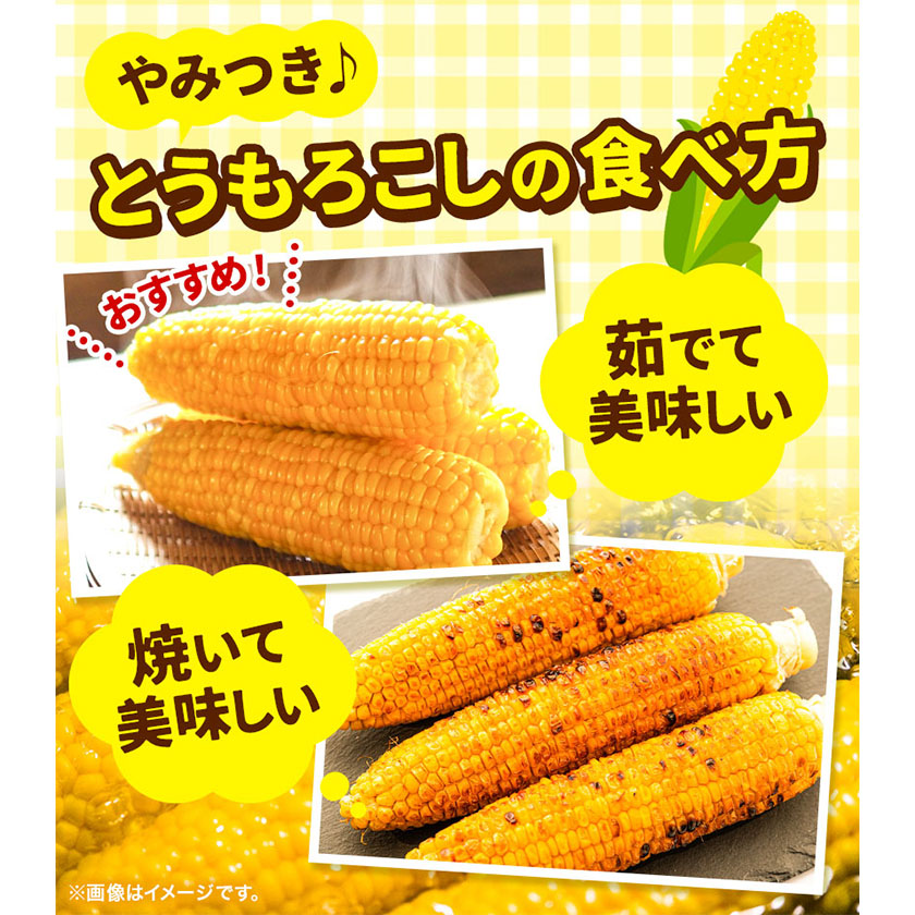 北海道本別町のふるさと納税 極甘とうもろこし ピーターコーン 20本 特大サイズ(1本380g以上) 高橋賢三【先行予約】《2025年8月上旬-9月中旬頃出荷》 送料無料 北海道 本別町 北海道 十勝 本別町産 極甘 特大 とうもろこし バイカラー フルーティー とうきび トウモロコシ 高糖度 夏野菜 旬