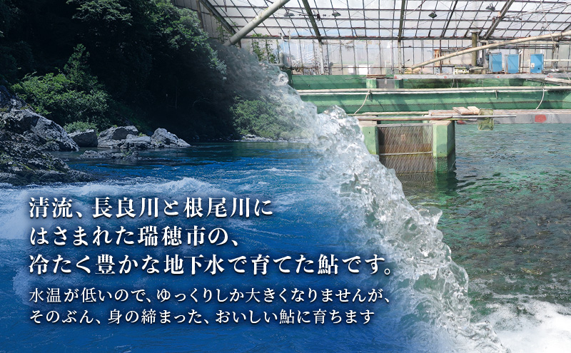 岐阜県瑞穂市のふるさと納税 塩焼用 活〆冷凍あゆ 約1kg（9尾～13尾） 魚貝類 鮎 アユ