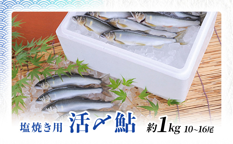 岐阜県瑞穂市のふるさと納税 塩焼用 活〆冷凍あゆ 約1kg（9尾～13尾） 魚貝類 鮎 アユ