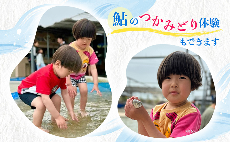 岐阜県瑞穂市のふるさと納税 塩焼用 活〆冷凍あゆ 約1kg（9尾～13尾） 魚貝類 鮎 アユ