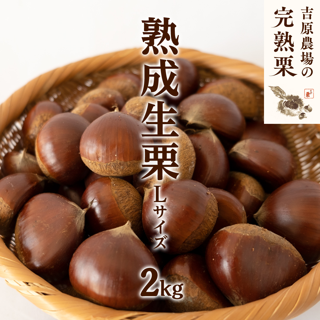 ２Lサイズ ５キロ 茨城県産　栗　生栗　笠間 2Lサイズ5キロ 茨城県産 栗 生栗 笠間 155222a9b6d7052fa31545dadc9c78