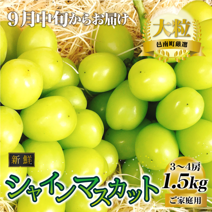 新鮮フルーツ シャインマスカット 1.5kg 果物 くだもの ご家庭用【9月中旬からお届け】 / 島根県邑南町 | セゾンのふるさと納税