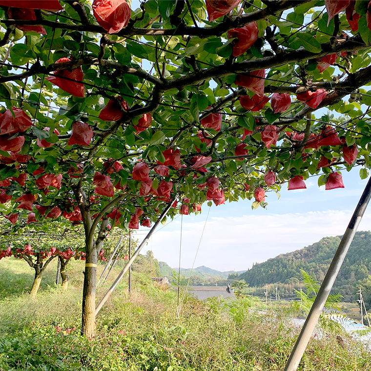 茨城県桜川市のふるさと納税 【 先行予約 】 にっこり梨 約3kg 箱 大玉 4玉～5玉 ( 茨城県共通返礼品 城里町 ) 2024年11月上旬から発送開始 フルーツ 甘い お正月 クリスマス 大玉 直送 茨城 限定 [CO001sa]