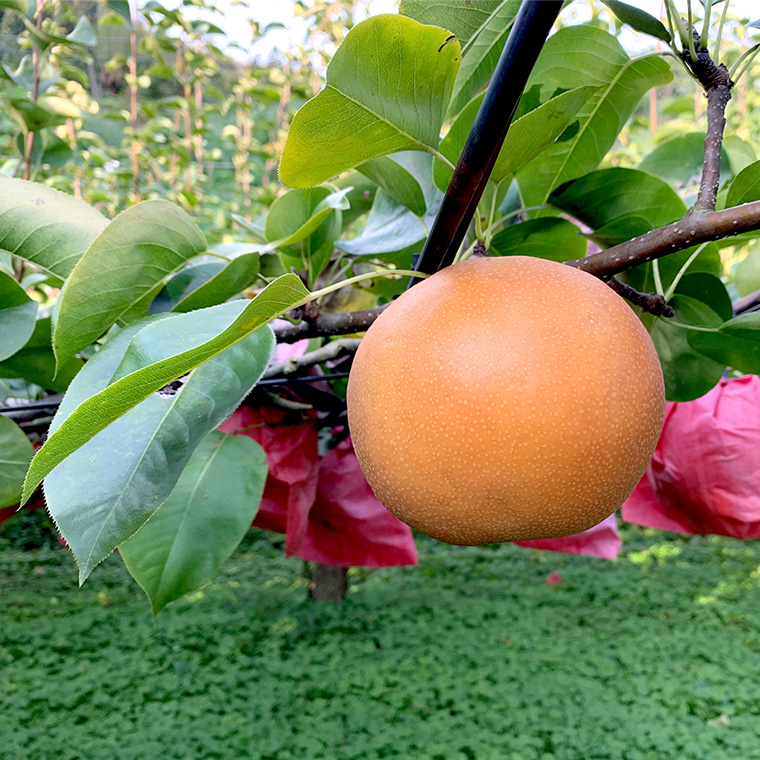 茨城県桜川市のふるさと納税 【 先行予約 】 にっこり梨 約3kg 箱 大玉 4玉～5玉 ( 茨城県共通返礼品 城里町 ) 2024年11月上旬から発送開始 フルーツ 甘い お正月 クリスマス 大玉 直送 茨城 限定 [CO001sa]