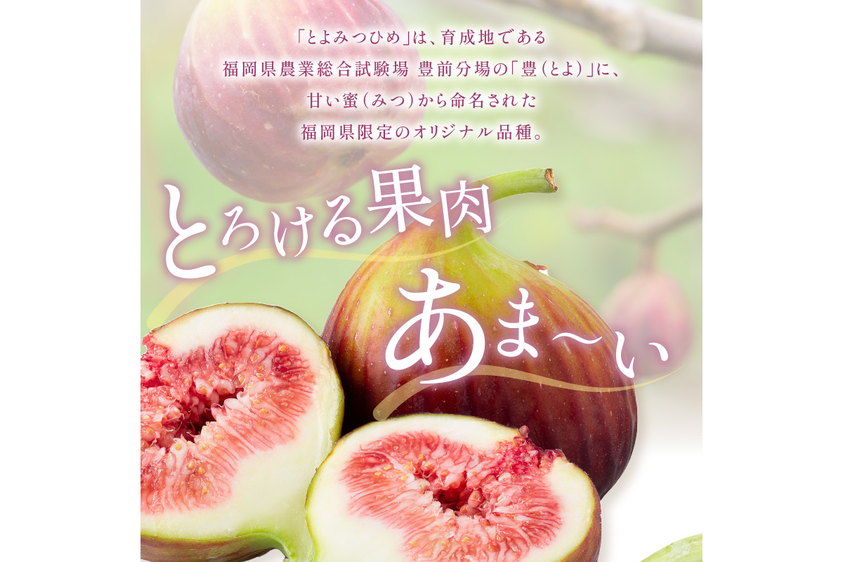 とよみつひめ（イチジク）＜8月発送開始分先行予約＞【A2-133】|福岡嘉穂農業協同組合