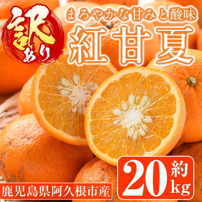 鹿児島県阿久根市のふるさと納税 ＜先行予約受付中！2025年1月中旬以降順次発送予定＞＜訳あり・傷有りの為＞紅甘夏(約20kg) 国産 果物 フルーツ 柑橘 期間限定 紅甘夏【桐野柑橘株式会社】a-12-327-z