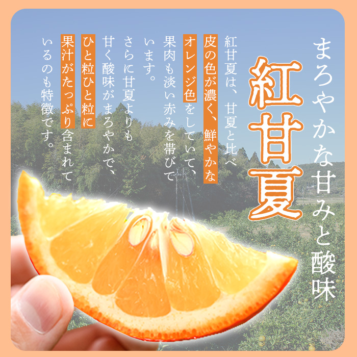 鹿児島県阿久根市のふるさと納税 ＜先行予約受付中！2025年1月中旬以降順次発送予定＞＜訳あり・傷有りの為＞紅甘夏(約20kg) 国産 果物 フルーツ 柑橘 期間限定 紅甘夏【桐野柑橘株式会社】a-12-327-z