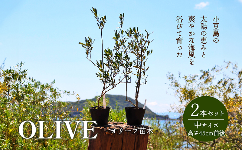 【香川県土庄町】【 小豆島 】小豆島のオリーブ苗木 2本セット(中) 植物 観葉植物 インテリア オリーブ 苗木 香川 香川県 土庄 土庄町