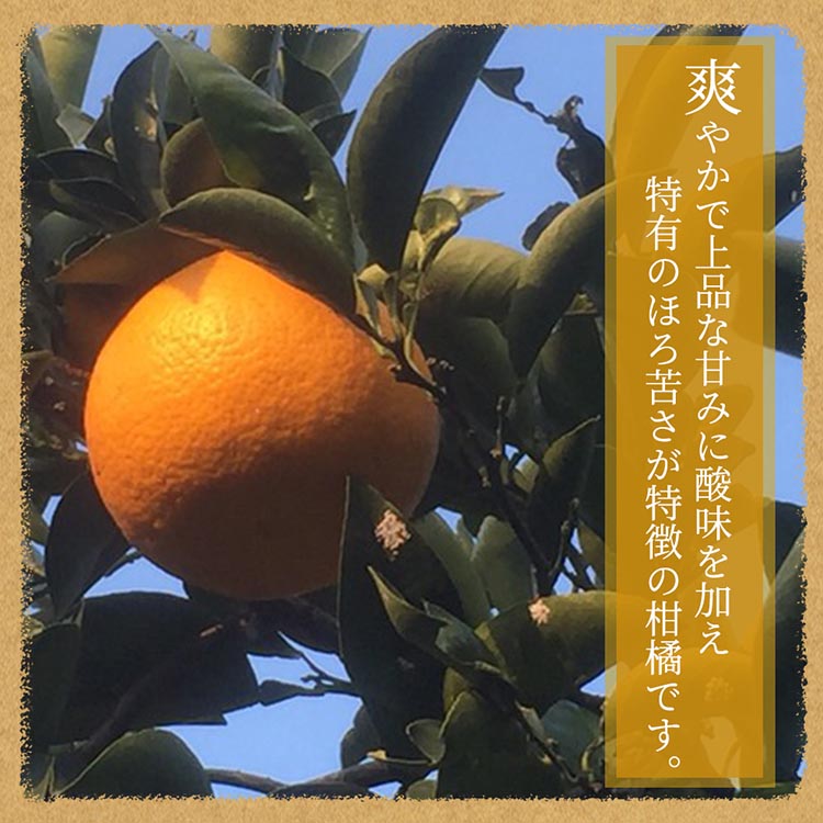 紀州和歌山産八朔(はっさく)約10kg◇ ※2026年2月上旬〜2月下旬 紀州和歌山産八朔(はっさく)約10kg◇ ※2026年2月上旬〜2月下旬