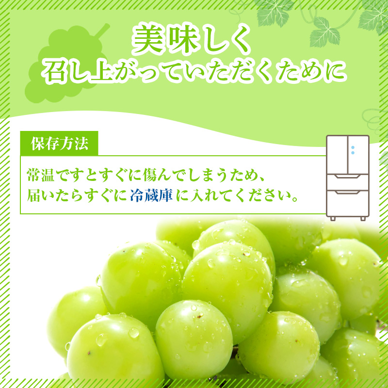 岡山県玉野市のふるさと納税 ぶどう 2025年 先行予約 ご家庭用 シャイン マスカット 2～3房 合計約1.2kg ブドウ 葡萄  岡山県産 国産 フルーツ 果物 ギフト