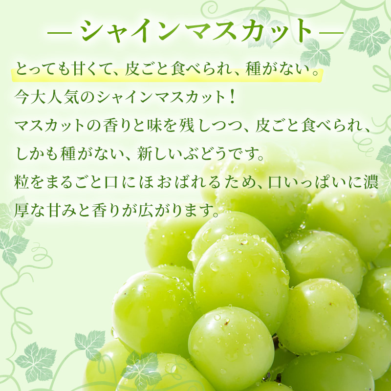岡山県玉野市のふるさと納税 ぶどう 2025年 先行予約 ご家庭用 シャイン マスカット 2～3房 合計約1.2kg ブドウ 葡萄  岡山県産 国産 フルーツ 果物 ギフト