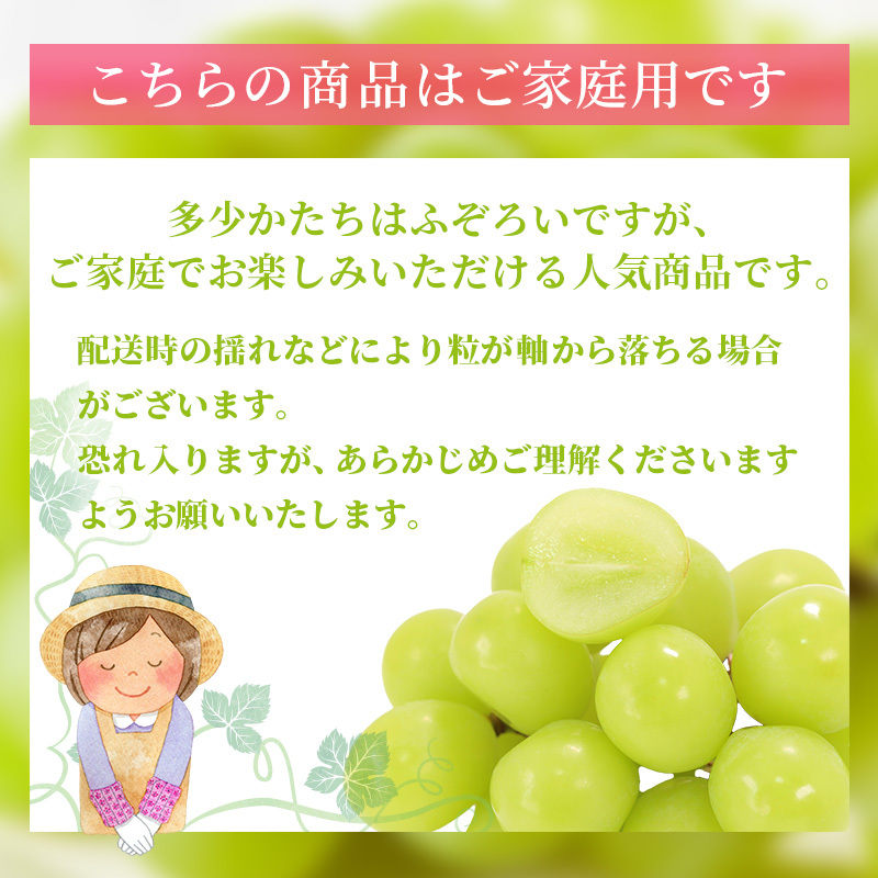 岡山県玉野市のふるさと納税 ぶどう 2025年 先行予約 ご家庭用 シャイン マスカット 2～3房 合計約1.2kg ブドウ 葡萄  岡山県産 国産 フルーツ 果物 ギフト