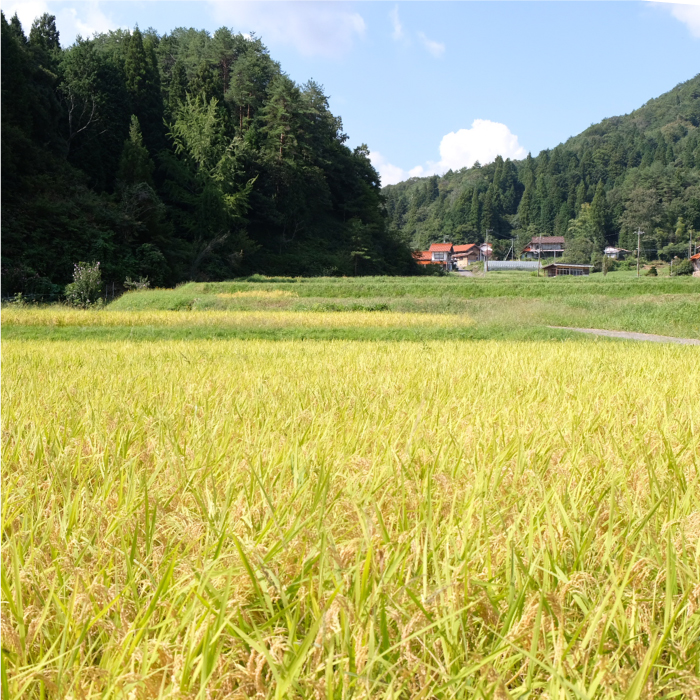 島根県邑南町のふるさと納税 令和6年産【定期便6回】石見高原みずほ米コシヒカリ 無洗米仕上 10kgｘ6回