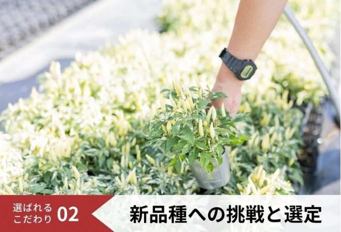 兵庫県稲美町のふるさと納税 花 定期便 4ヶ月季節の花苗 セット 花き品評会理事長賞受賞 花苗 生産者直送 庭季節の花苗セット ガーデニング 花壇 苗 苗木 花の苗 花の苗物 定期 お楽しみ 4回 お届け