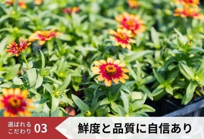 兵庫県稲美町のふるさと納税 花 定期便 4ヶ月季節の花苗 セット 花き品評会理事長賞受賞 花苗 生産者直送 庭季節の花苗セット ガーデニング 花壇 苗 苗木 花の苗 花の苗物 定期 お楽しみ 4回 お届け