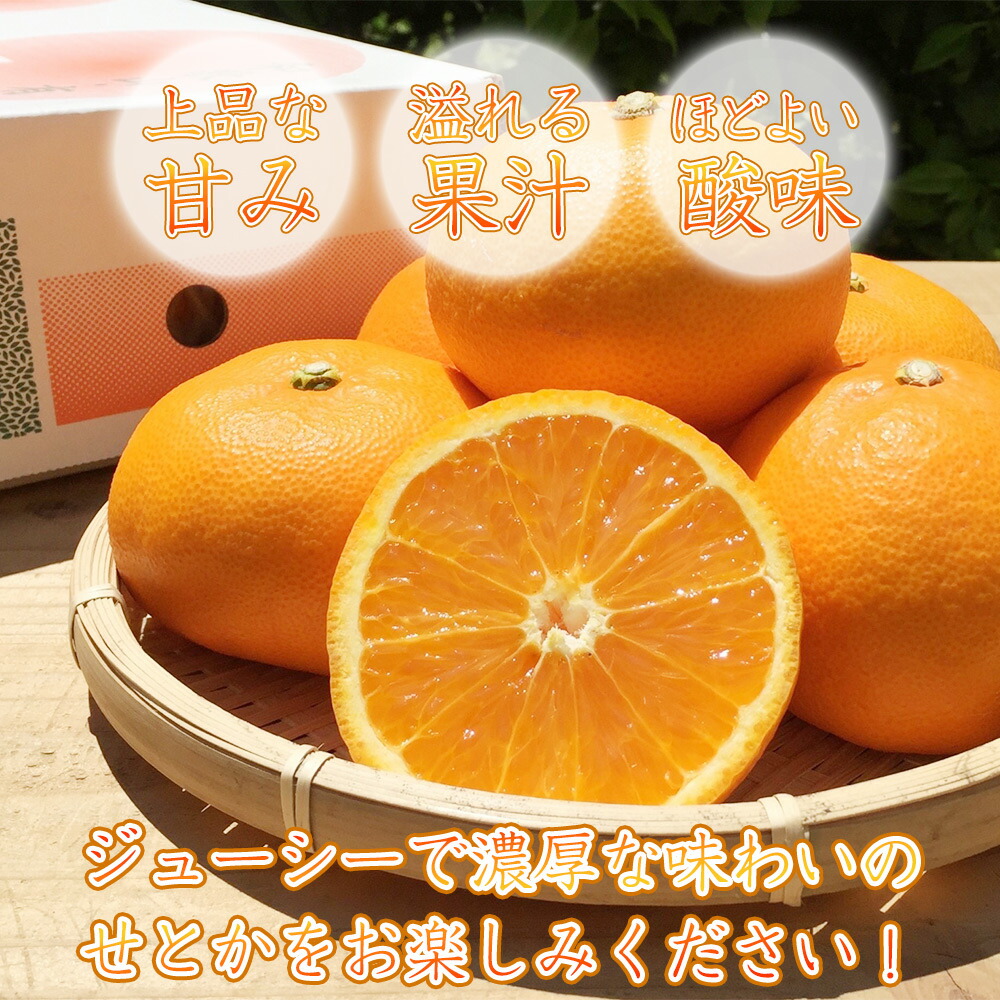プレミアム みかん せとか 秀約3kg 化粧箱】(L～3L 約10～15玉